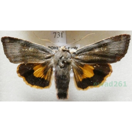 Noctua janthe (Borkhausen, 1792) Rolnica przepaska Czech73f